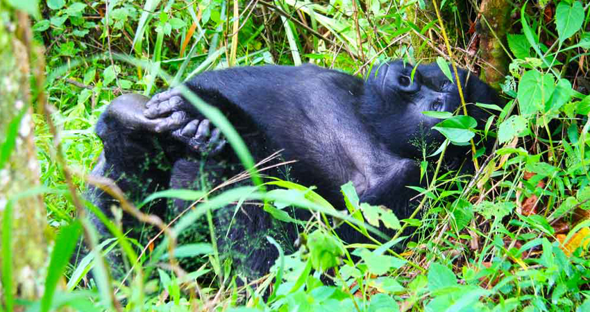 Relaxing Adult Female Mountain Gorilla In Bwindi Impenetrable National Park