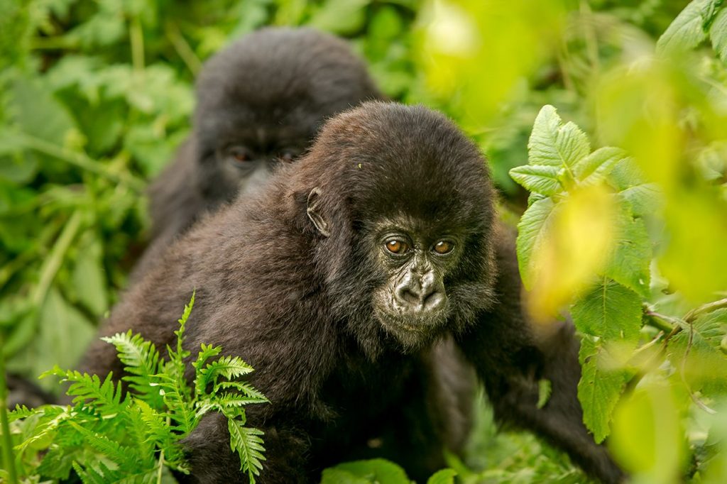 A baby gorilla spotted one of the gorilla habituation experience tour in Bwindi Impenetrable National Park.