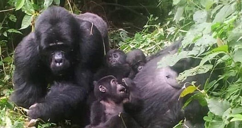 New Baby Gorilla In Mukiza Gorilla Family, Bwindi Impenetrable National Park