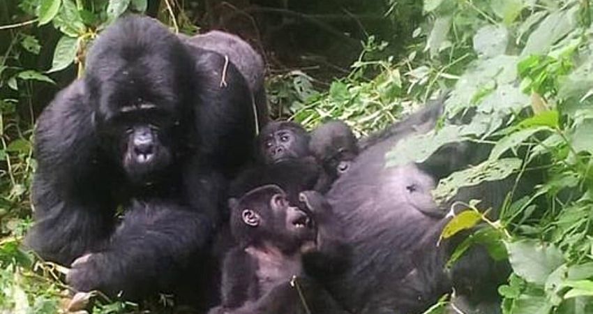 New baby gorilla in Mukiza gorilla family, Bwindi Impenetrable National Park