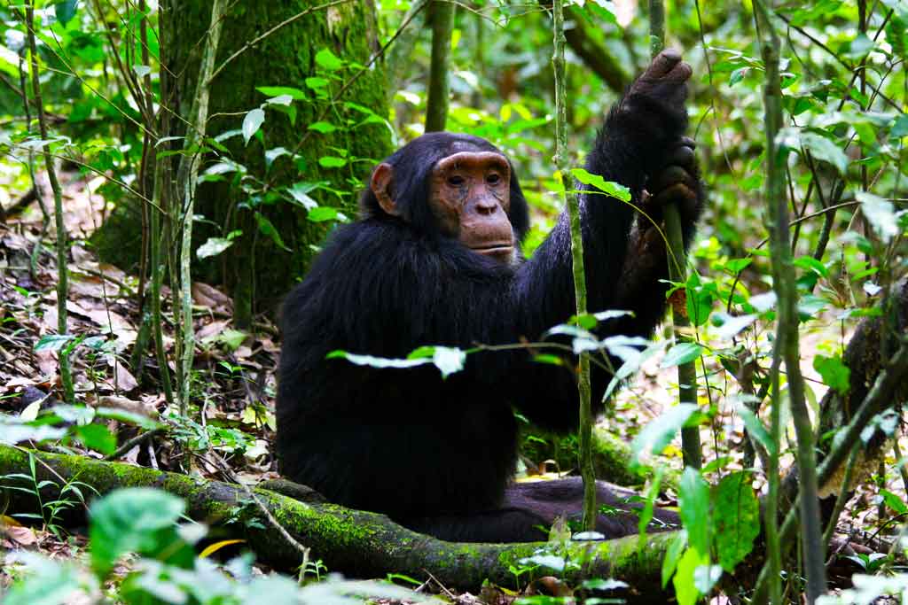 15 Days Uganda Rwanda Safari, Chimpanzees, Gorilla and Golden Monkey tour