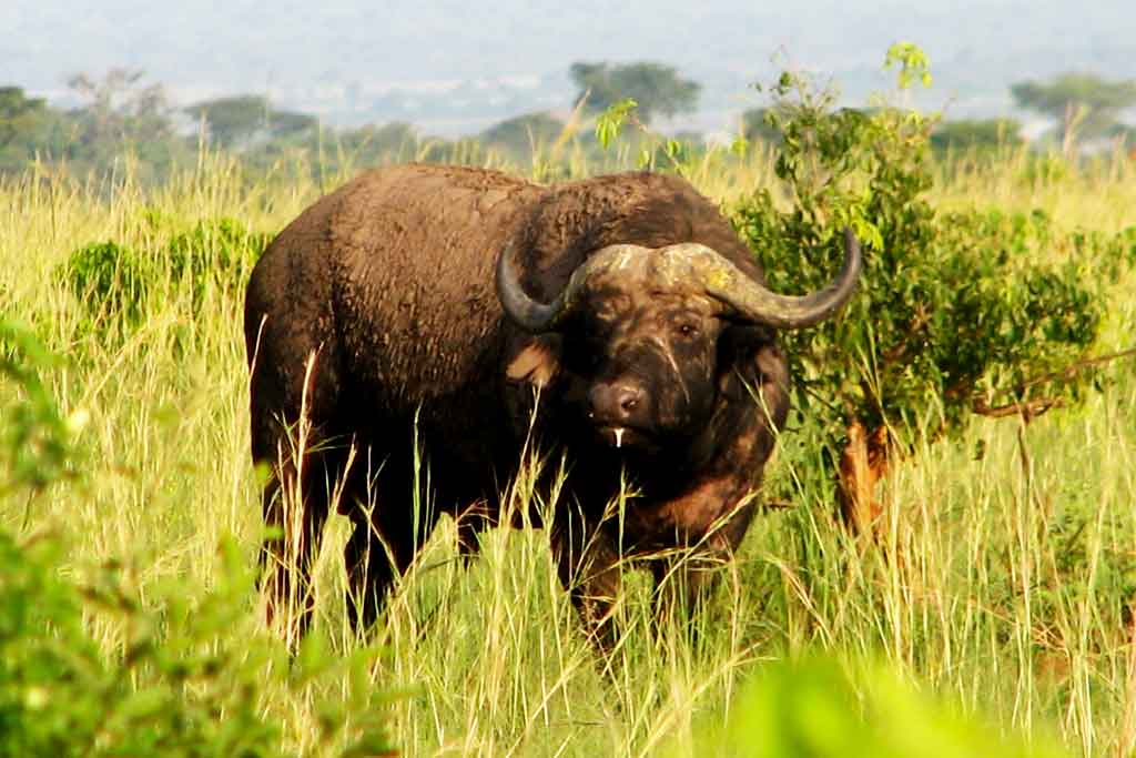 15 Days Wildlife & Gorilla Trekking Safari, best of Uganda safari tours