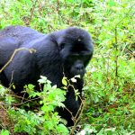 3-days-flying-gorilla-trekking-bwindi - Gorilla trekking sectors in Bwindi Forest national park
