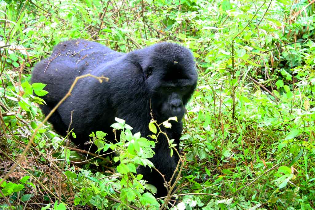 3-days-flying-gorilla-trekking-bwindi