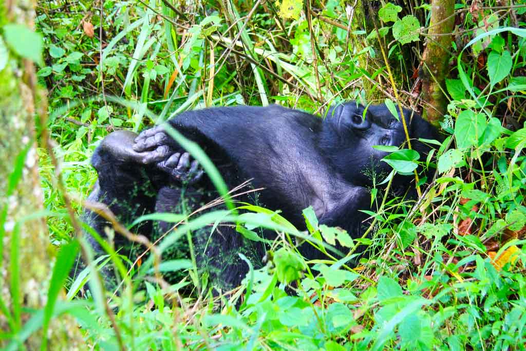 3 Days Gorilla Habituation Safari, Uganda gorilla tour experience