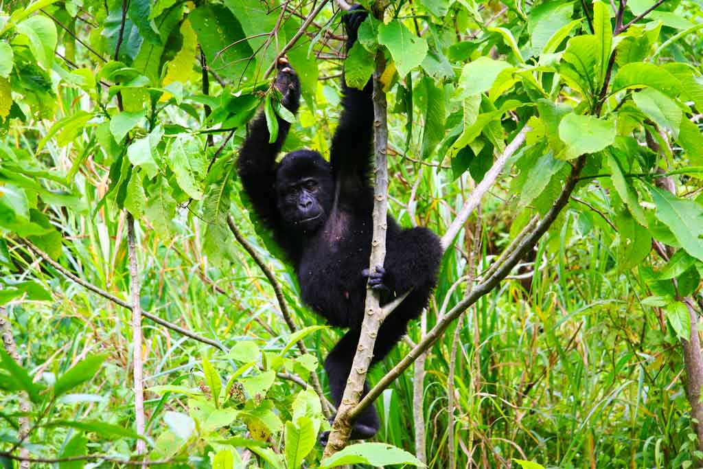 3-days-luxury-gorilla-tracking-safari