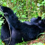 4-days-2-days-times-gorilla-trekking-uganda