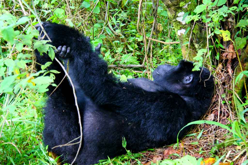 4 Days Uganda double gorilla trekking safari, see gorillas in Bwindi forest
