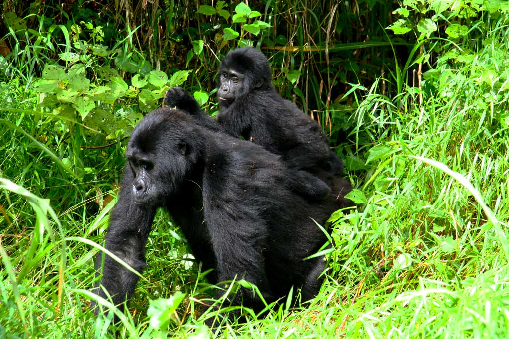 Bitukura Gorilla Family Group - Inside Bwindi Forest National Park
