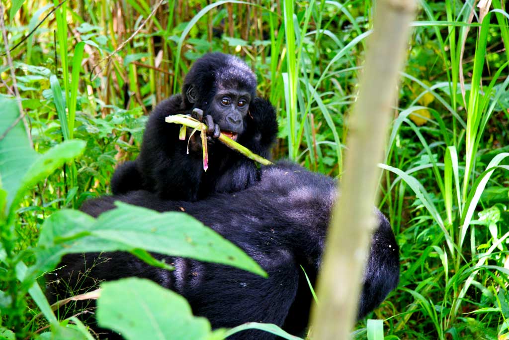 4 Days Flying Gorilla Habituation Experience in Bwindi Forest national park