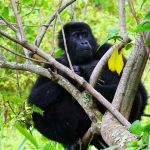 4-days-flying-gorilla-trekking-mgahinga