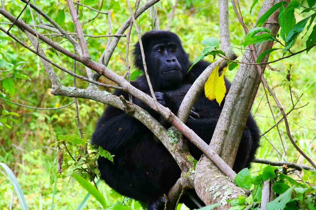 A closer look at a female adult gorilla part of what to encounter on your 4 days luxury gorilla trekking safari.