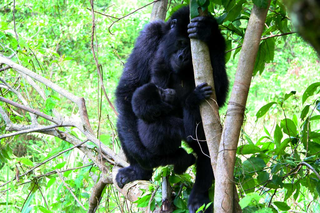 Mountain Gorillas Communication