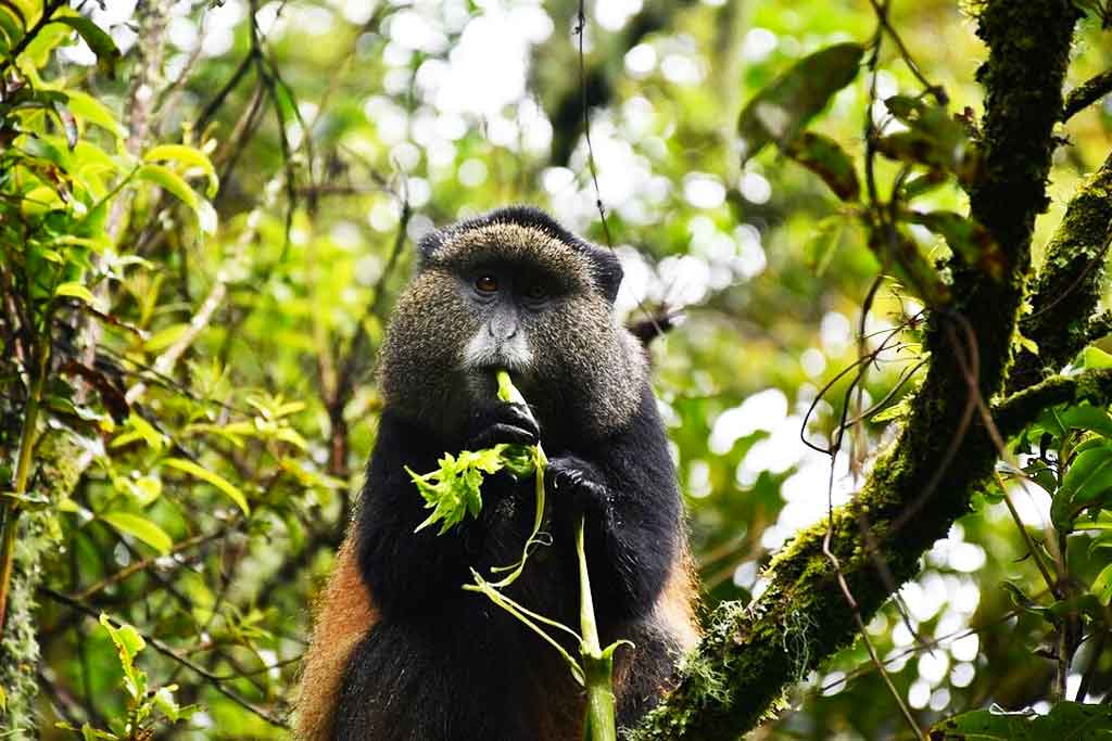 4 Days Gorilla trekking Safari and Golden Monkey tour in Mgahinga park