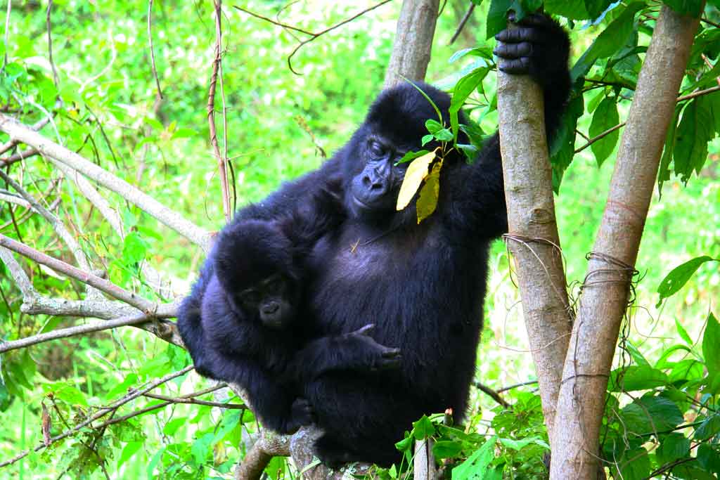 An adult female gorilla holding its baby gorilla in Bwindi Impenetrable National Park, Uganda
