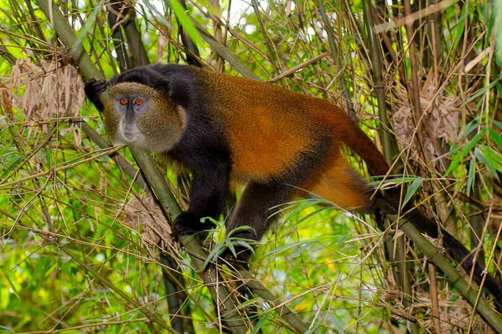 5 Days Budget Gorilla trekking Mgahinga and Golden Monkey tracking tour