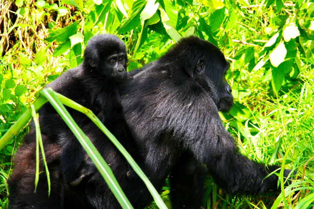 Mountain Gorillas, facts about gorillas - Inside Bwindi Forest National Park