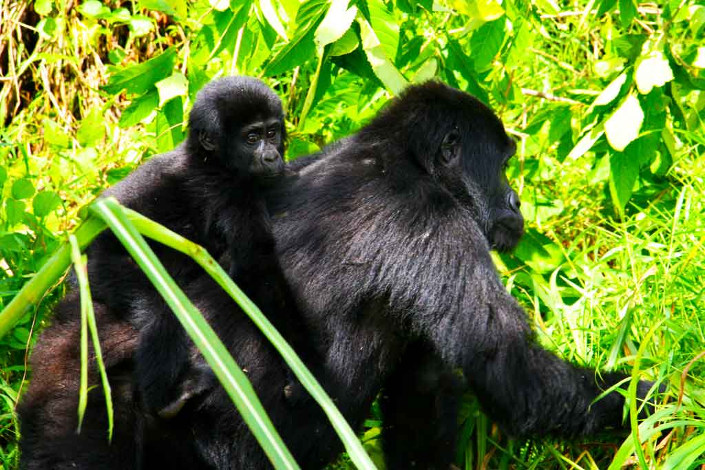 5-days-budget-gorilla-trekking-mgahinga-volcano-climbing