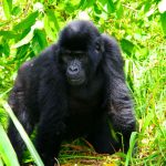 6-days-uganda-gorilla-trekking-safari-bwindi - Gorilla trekking sectors in Bwindi Forest national park