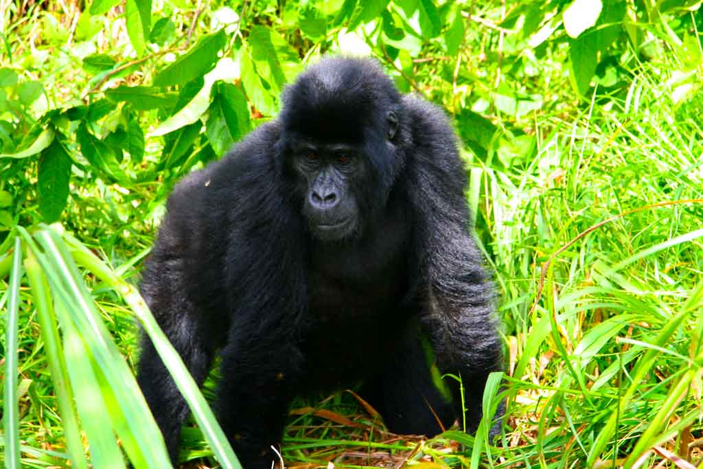One of the youthful female mountain gorilla that can be spotted on your gorilla tracking experience in Ruhija section, Bwindi Impenetrable National Park.