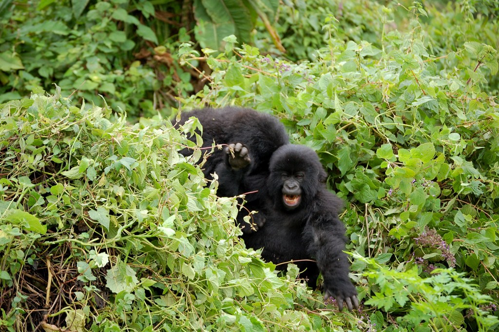 best time visiting bwindi