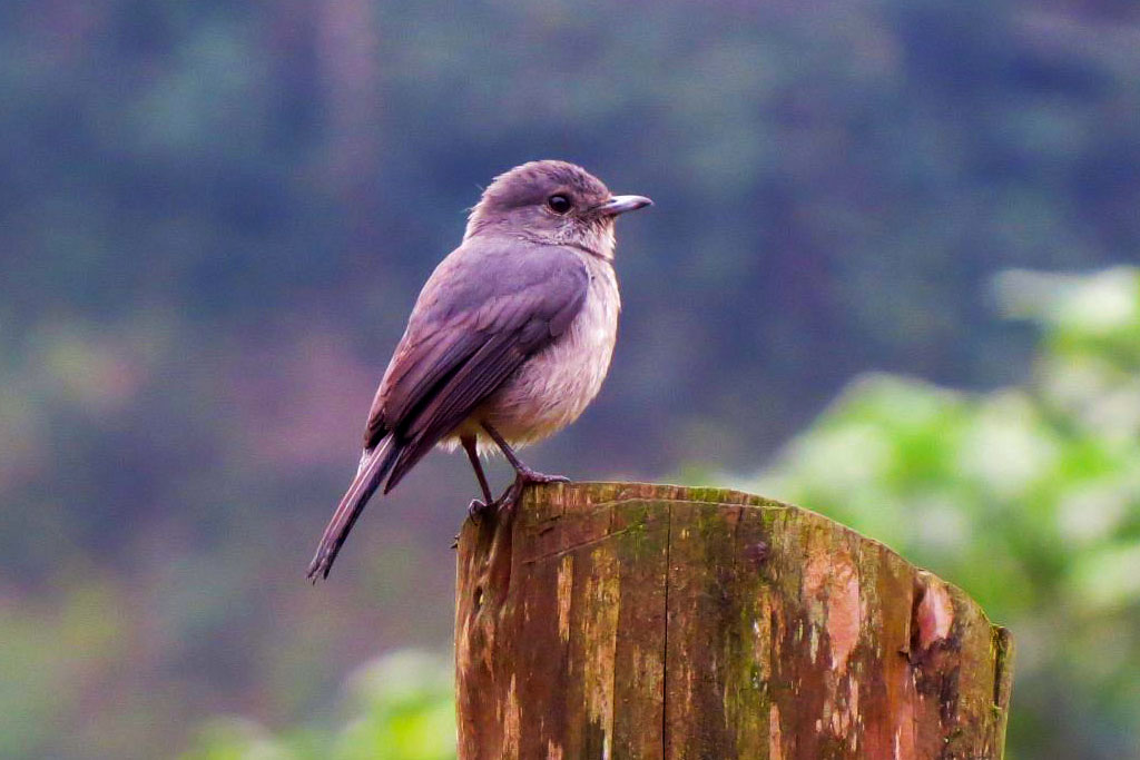 Bird watching in Bwindi Impenetrable National Park