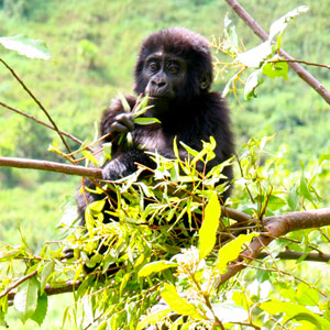 BUDGET & AFFORDABLE GORILLA TREKKING SAFARIS