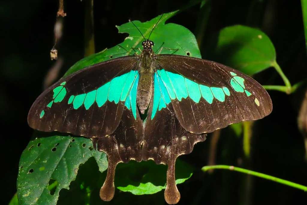 Some of the butterflies species to be spotted in Bwindi Impenetrable National Park