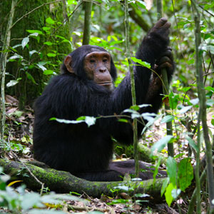 GORILLAS, CHIMPANZEES & WILDLIFE COMBINED