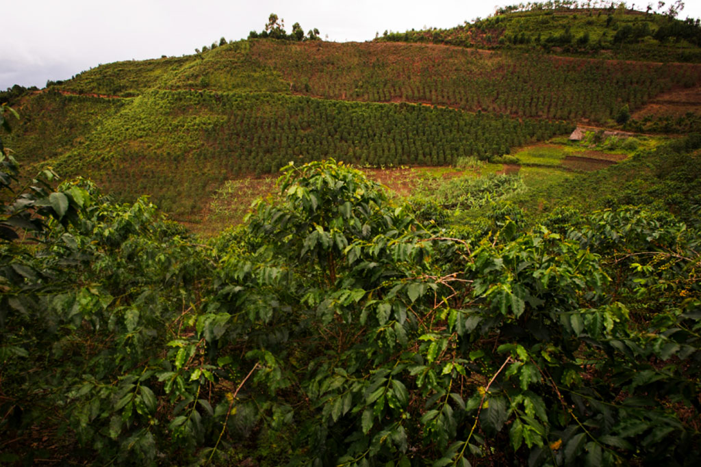 A view of one of the coffee plantations one can visit while on a coffee plantation tour in Bwindi Impenetrable National Park