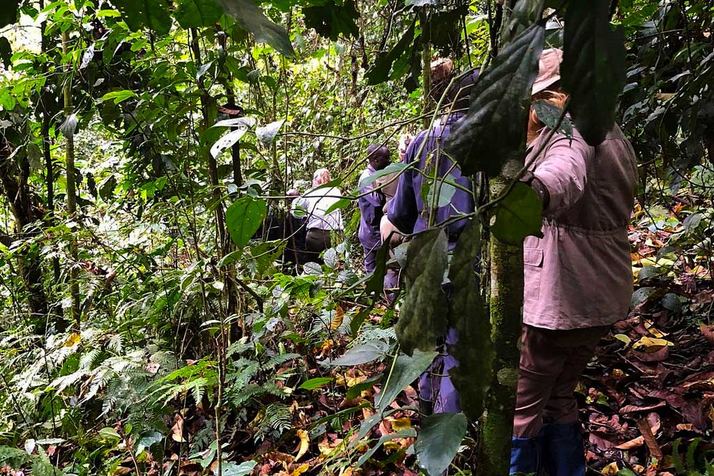 Visitors hiking through Bwindi forest, on a gorilla habituation expedition