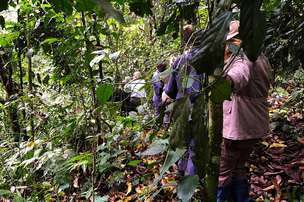 Guests on a gorilla trekking experience with after considering what to pack on a gorilla trek in Bwindi Impenetrable National Park