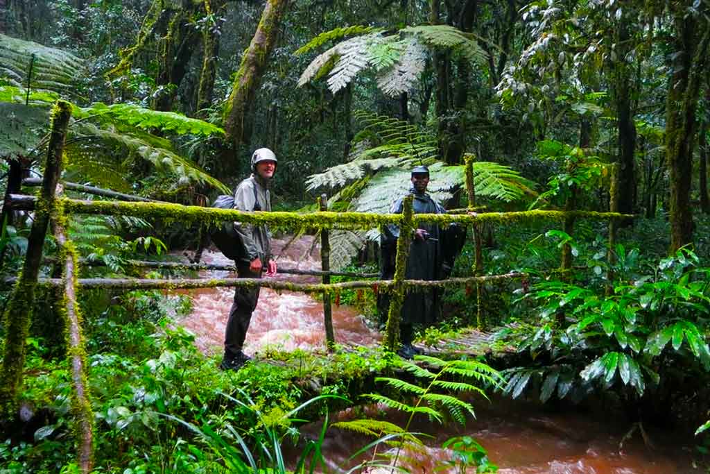 Guests taking on the ivy river trail in Bwindi Impenetrable National Park