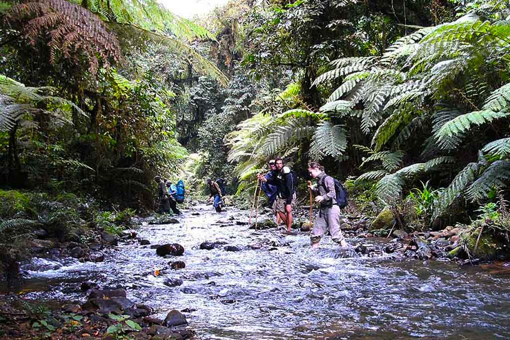 Kashasha river trail in Bwindi Impenetrable National Park