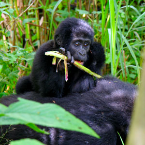 LUXURY GORILLA TREKKING SAFARIS TO BWINDI FORESTS