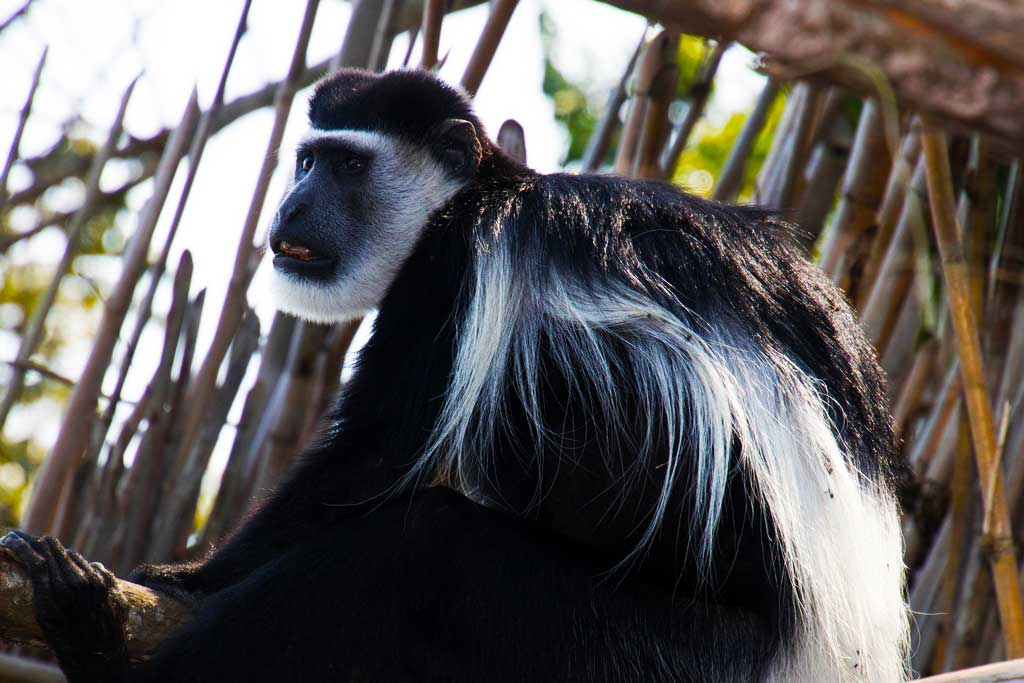 Black and white colobus monkeys are some of the primates in Bwindi Impenetrable National Park