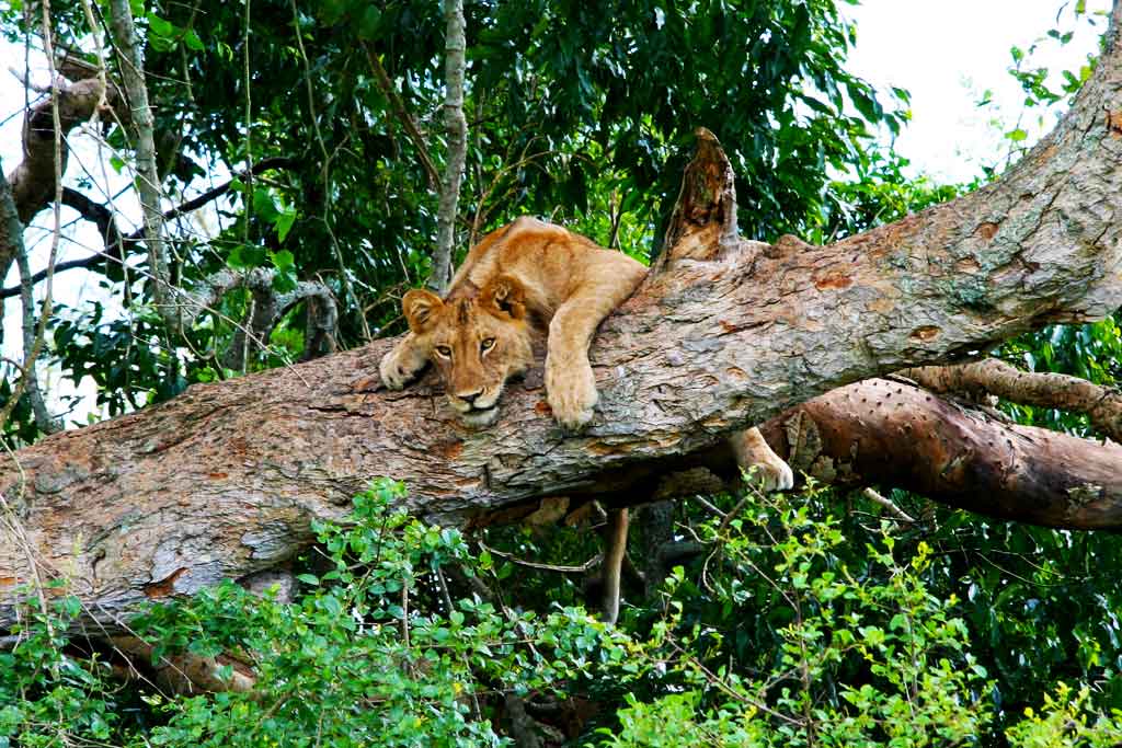 tree-climbing-lions-seen-on-15-days-best-gorilla-safari-uganda