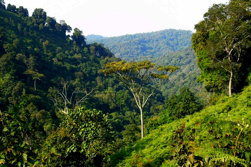Trees and plant life, which are part of Bwindi forest size in Bwindi Impenetrable National Park, Uganda