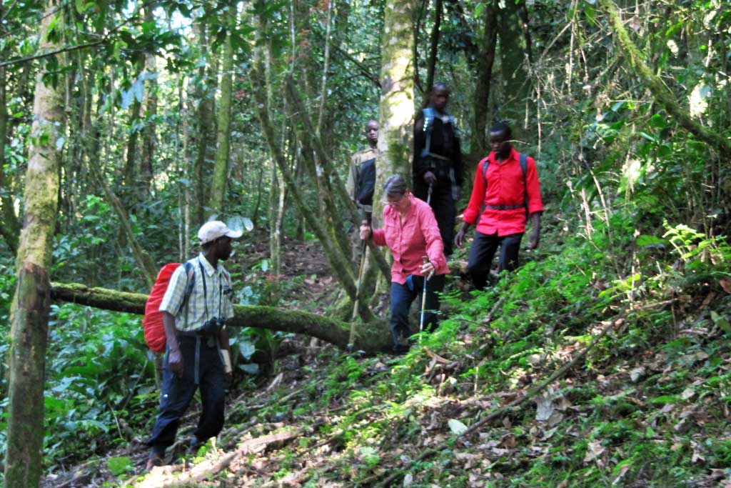 Walking safari in Nkuringo, part of what to do in Bwindi Impenetrable National Park