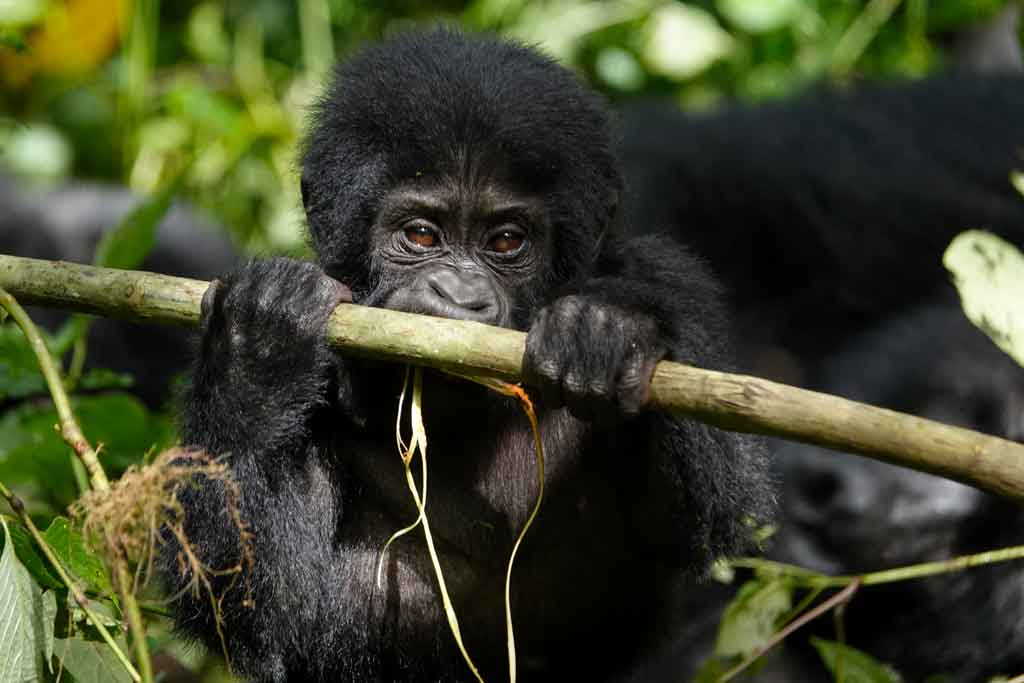 A baby gorilla holding on to a tree branch in Bwindi Impenetrable National Park