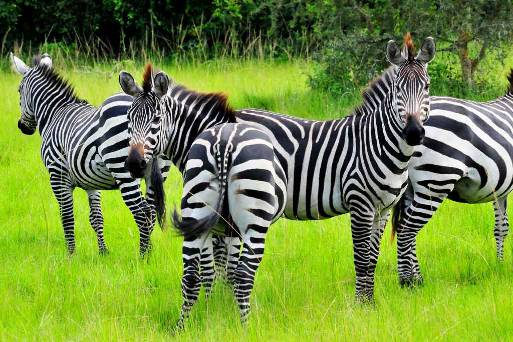 12 Days Uganda wildlife tour and gorilla safari, visit Uganda national parks