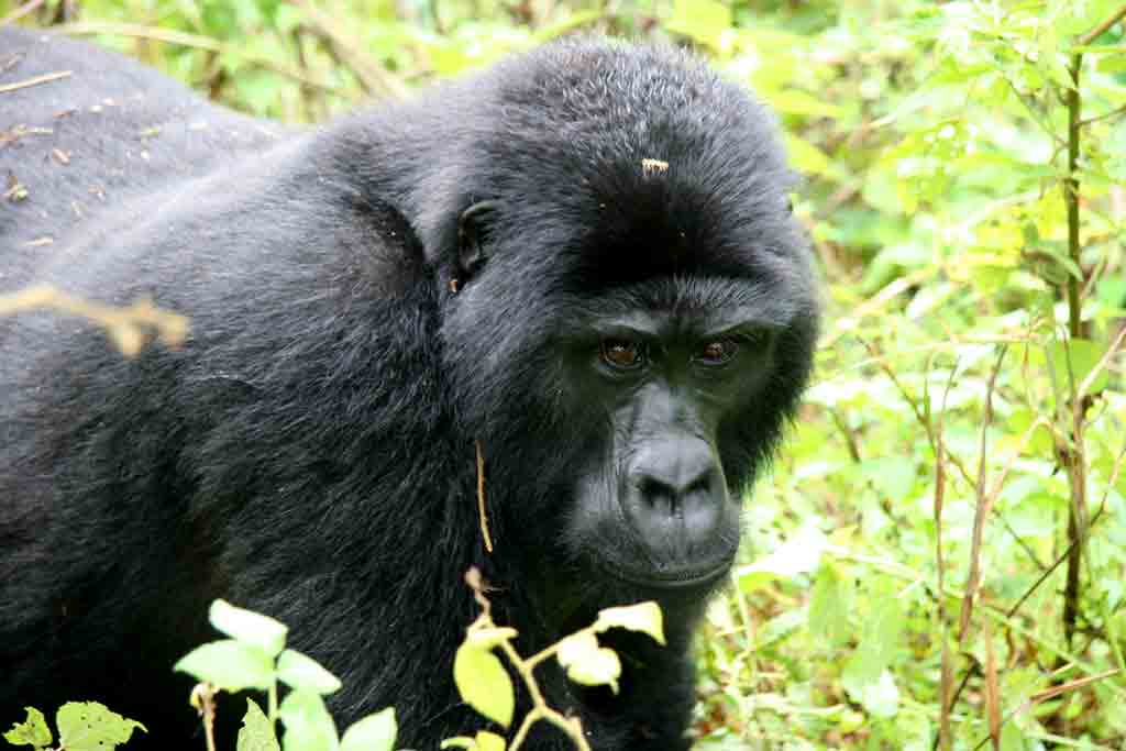 3 Days Budget gorilla trekking safari in Uganda, Gorilla safari experience