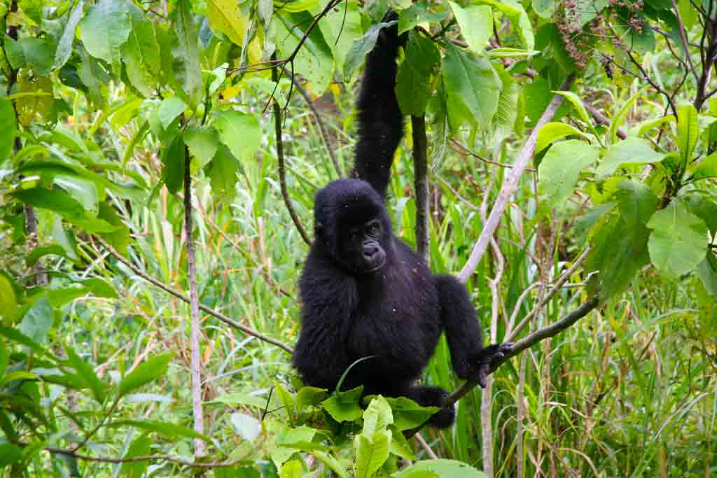What you need before gorilla trek - Inside Bwindi Forest National Park