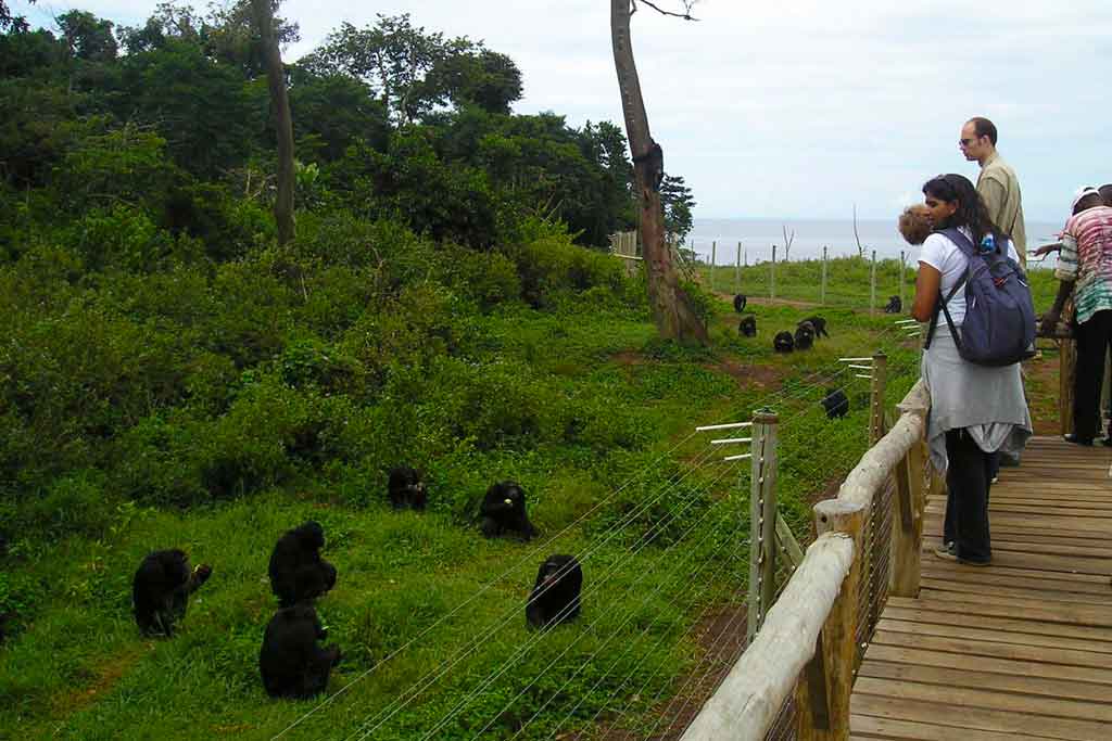 4 Days Uganda Gorilla Tour & Ngamba chimpanzee safari, primates tours