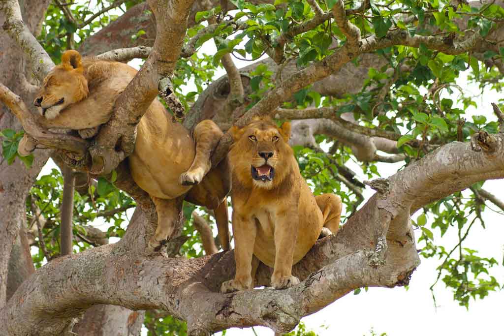 4 Days Gorilla trekking & Ishasha Tree climbing lions, wildlife safari tours