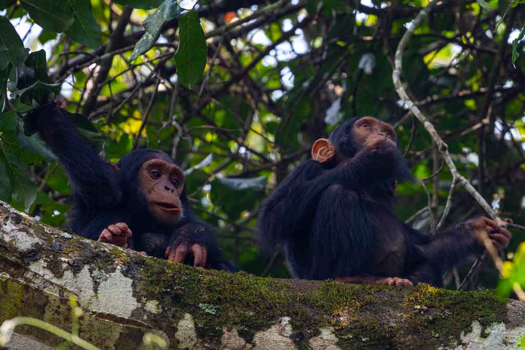 4 Days Kibale Chimpanzee & Gorilla tracking tour Bwindi safari, gorilla trips