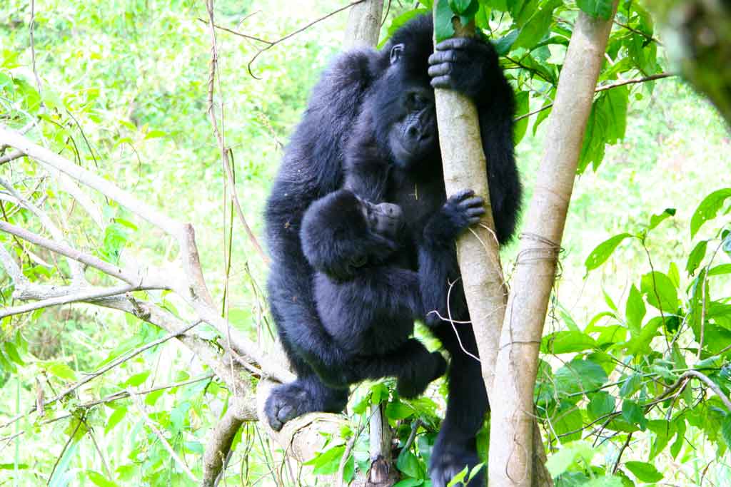 Mountain Gorillas Reproduction and parenting