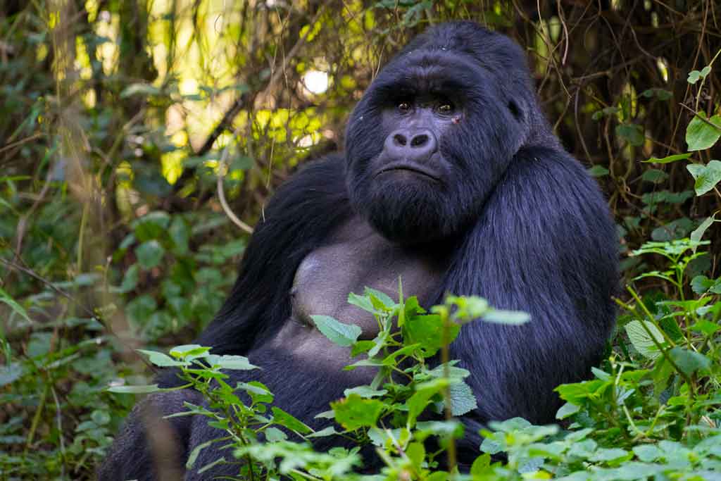 A relaxed giant male mountain gorilla (silverback), part of what to see when you pay for your gorilla habituation permit cost, in Bwindi Impenetrable.