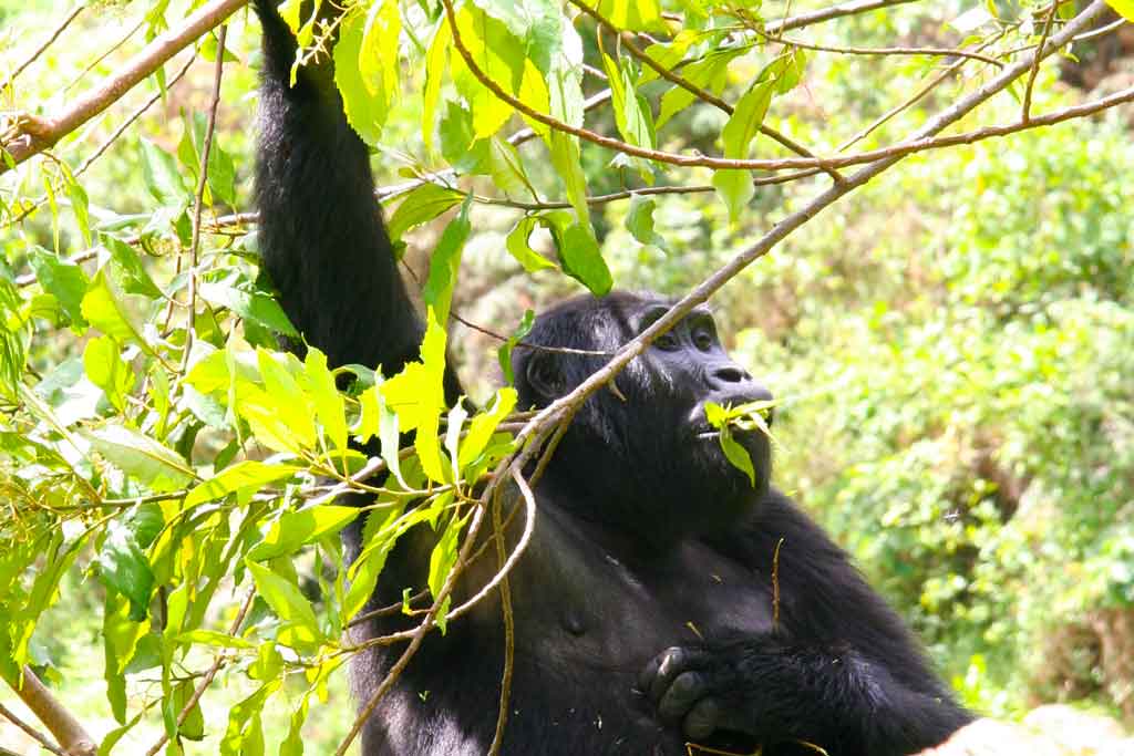 Gorilla tracking Rushaga