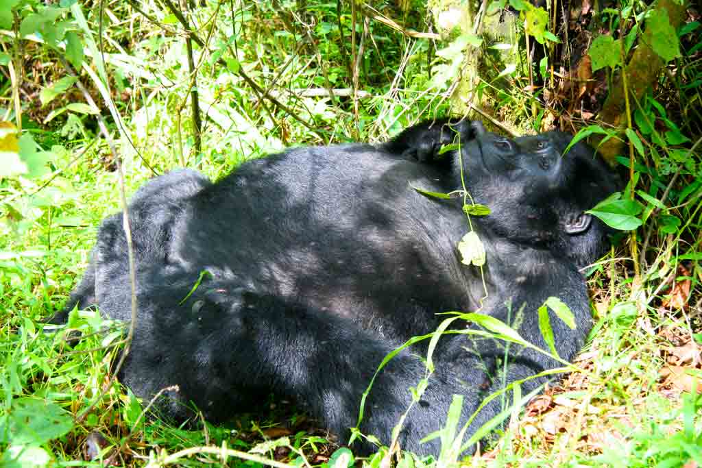 5-days-gorilla-flying-tour-uganda